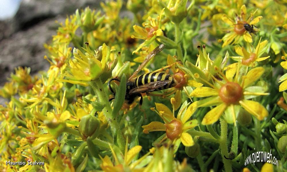 10 Abbuffata di Sedum.JPG